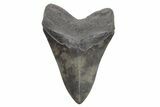 Huge, Fossil Megalodon Tooth - South Carolina #221792-1